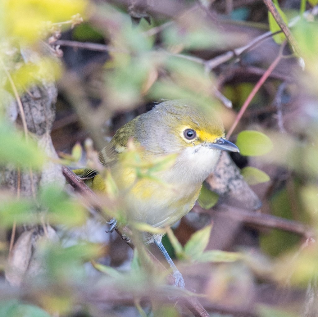 White-eyed Vireo - ML642045347