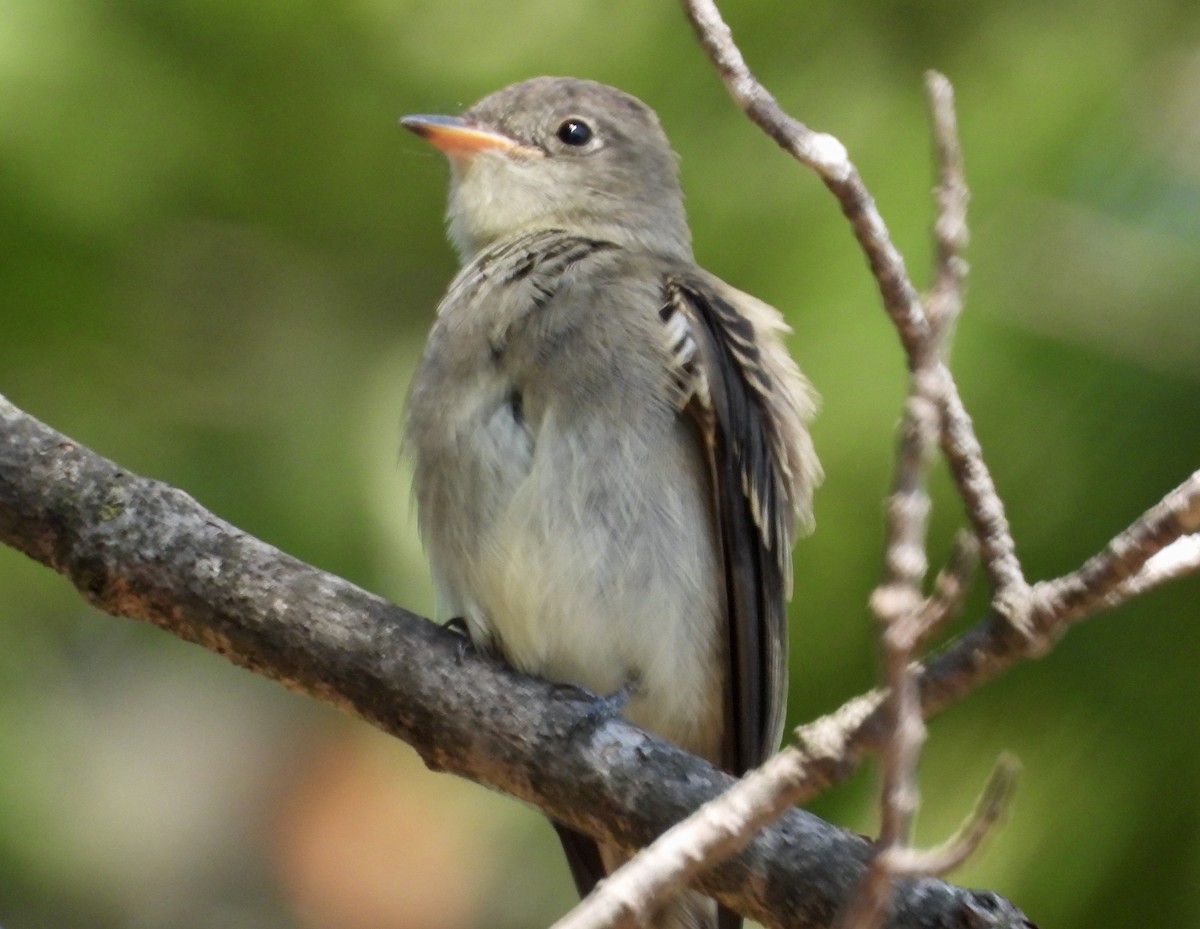 Eastern Wood-Pewee - ML642045349
