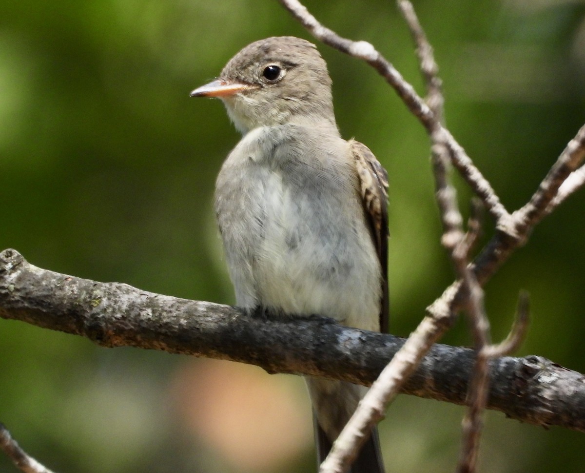 Eastern Wood-Pewee - ML642045350