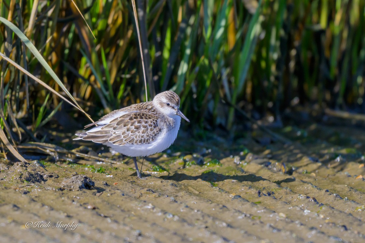 Semipalmated Sandpiper - ML642045353