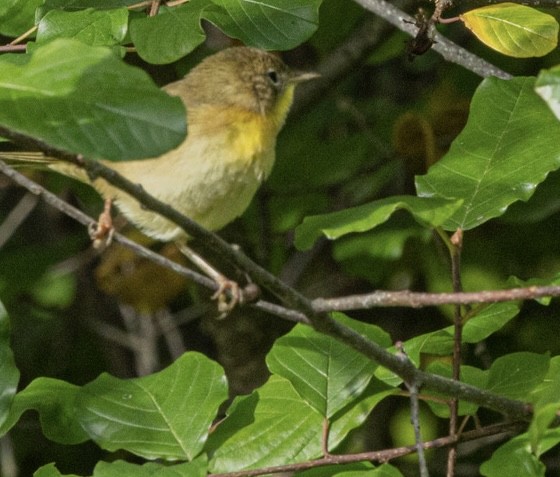Common Yellowthroat - ML642045357