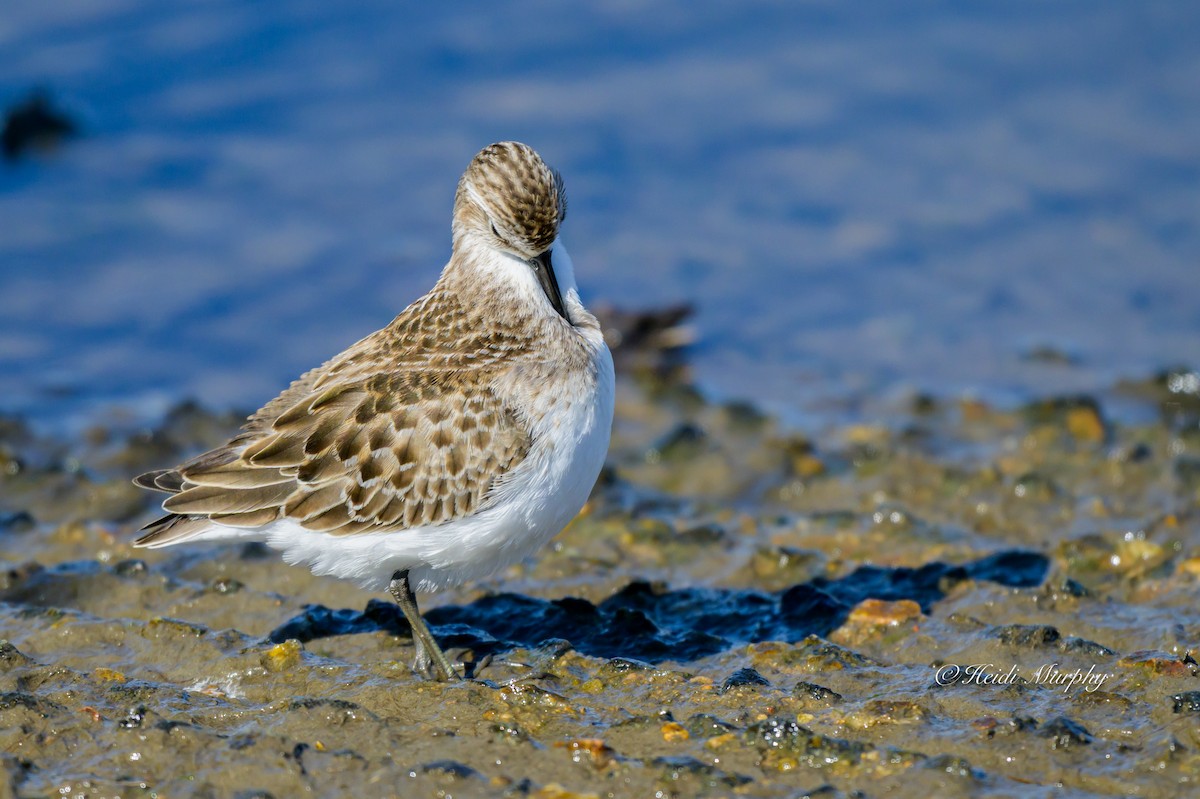 Semipalmated Sandpiper - ML642045360