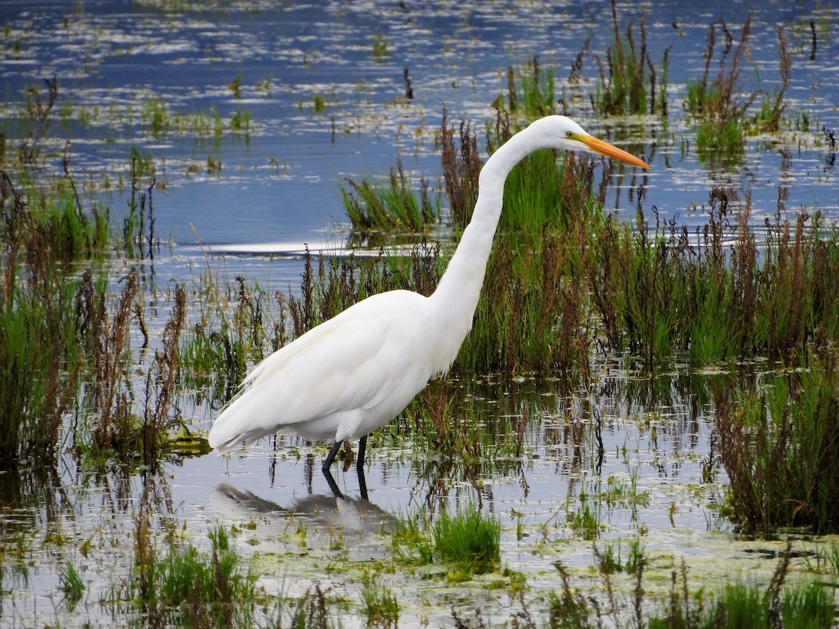 Great Egret - ML642045361