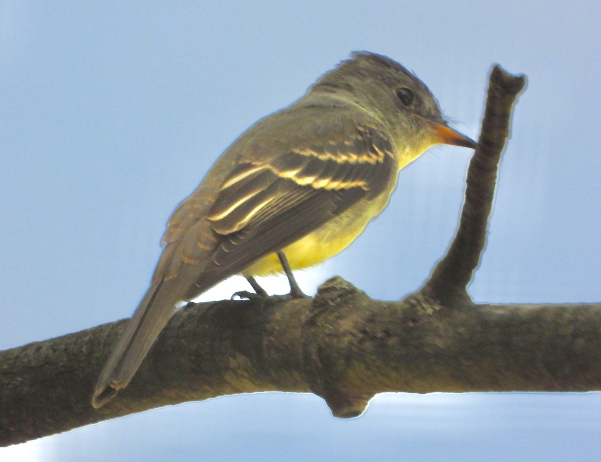 Eastern Wood-Pewee - ML642045364