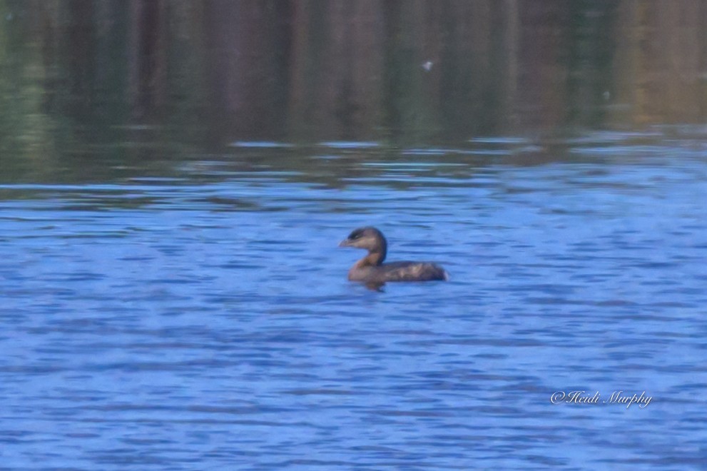 Pied-billed Grebe - ML642045370