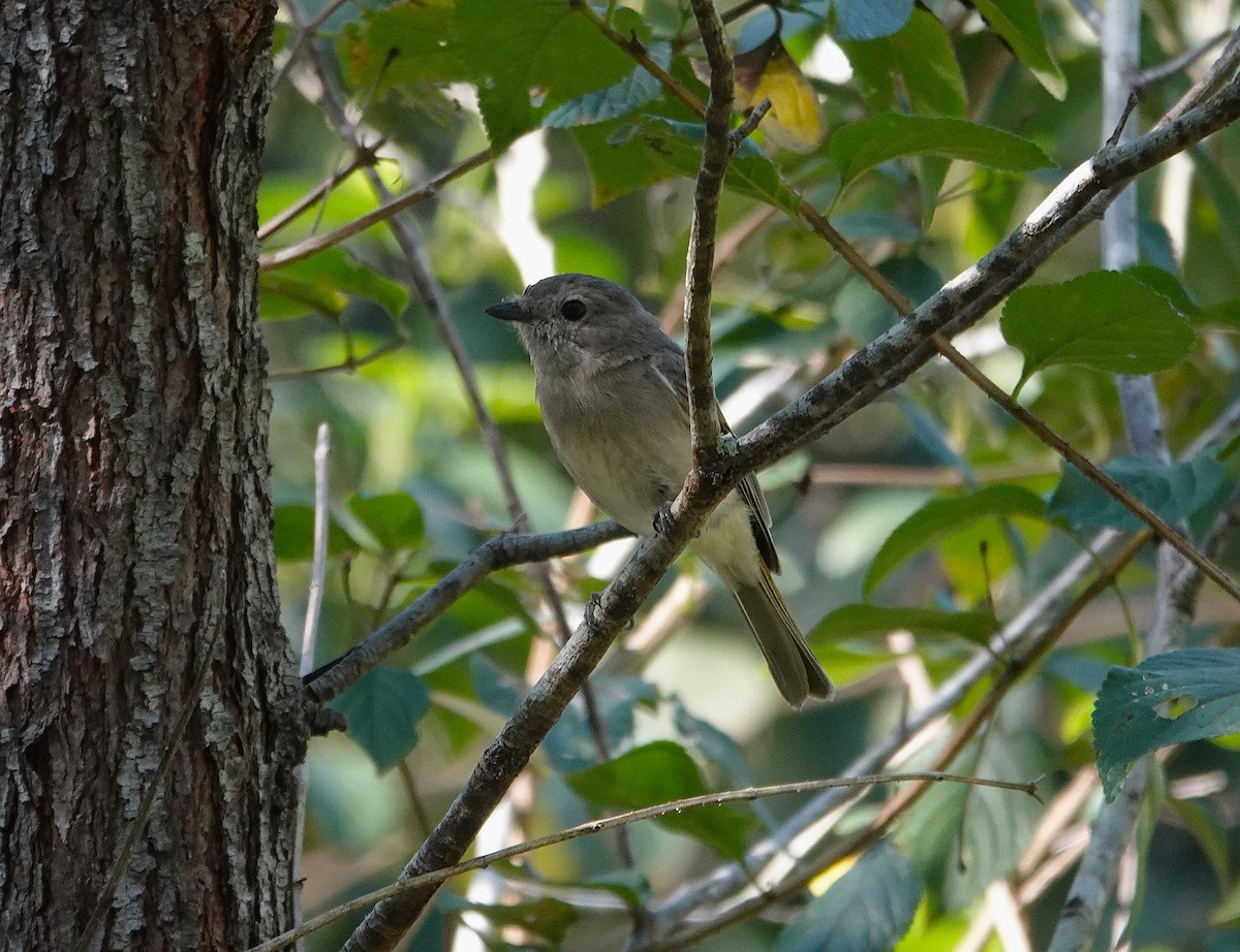 Golden Whistler (Eastern) - ML642045374