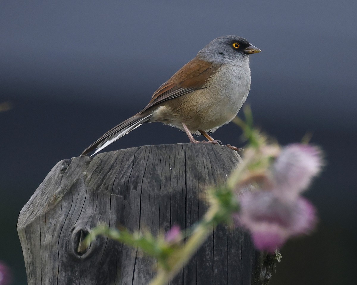 Yellow-eyed Junco - ML642045388