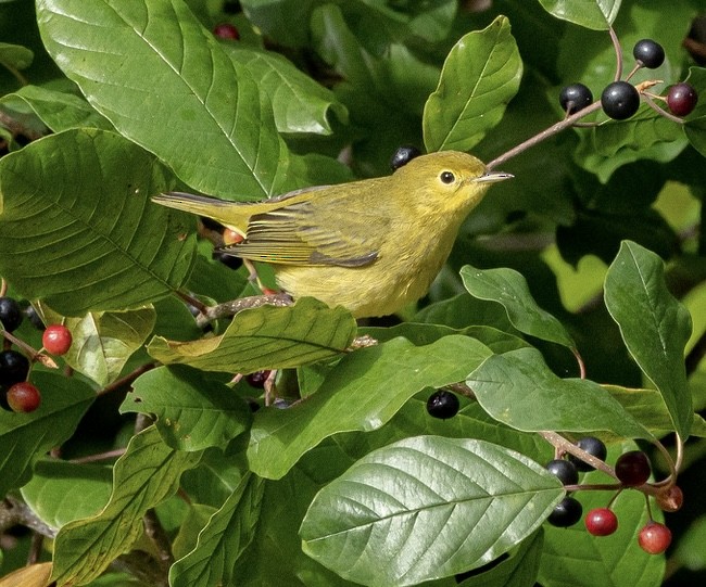 Yellow Warbler (Northern) - ML642045392