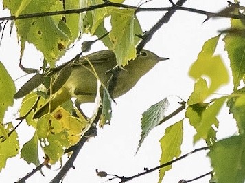 Yellow Warbler (Northern) - ML642045393