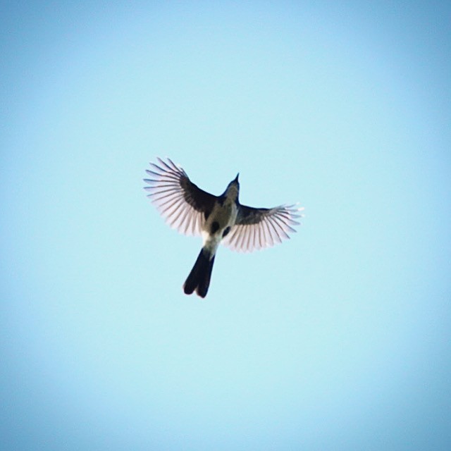 California Scrub-Jay - ML642045434