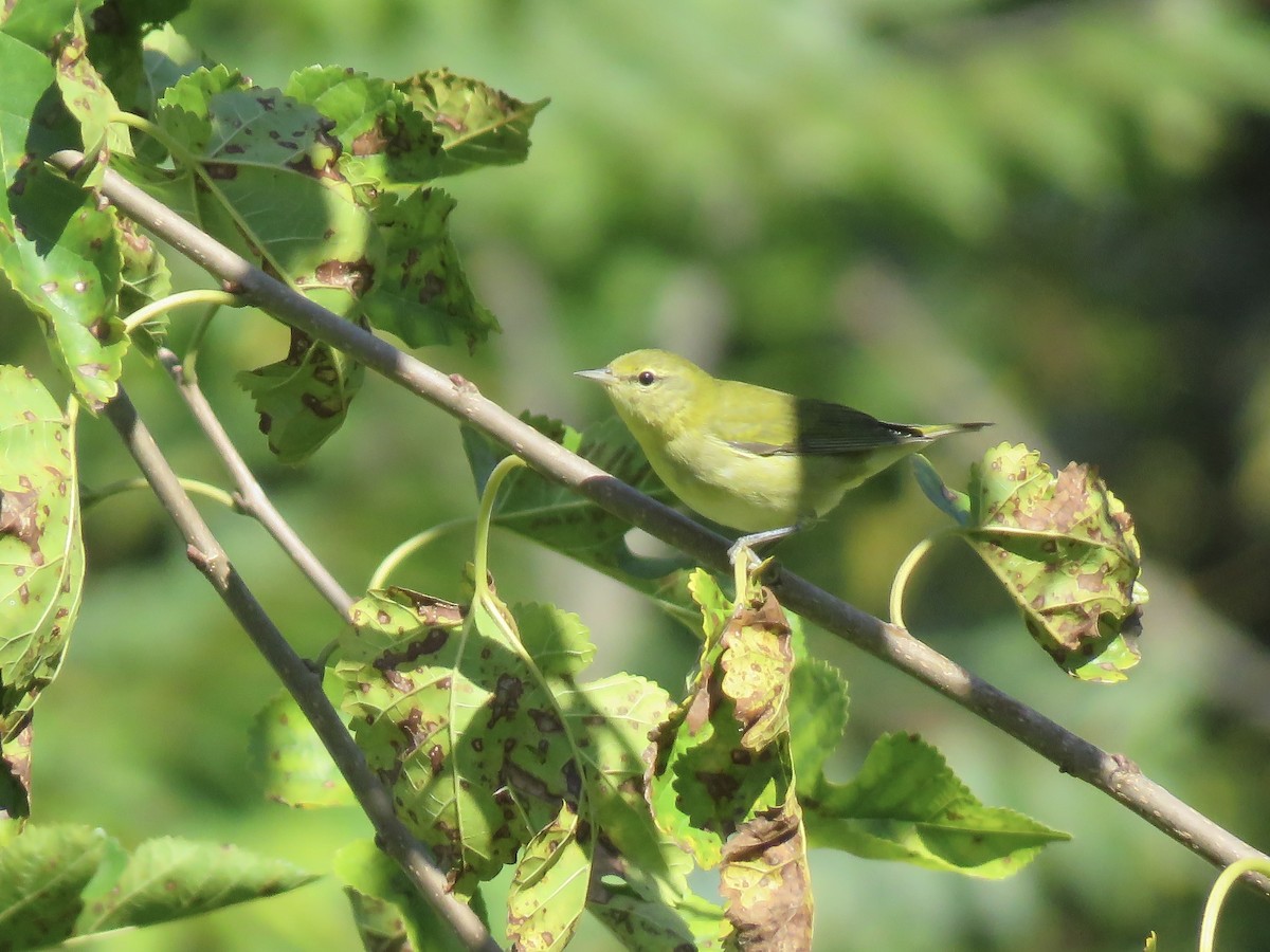 Tennessee Warbler - ML642045437