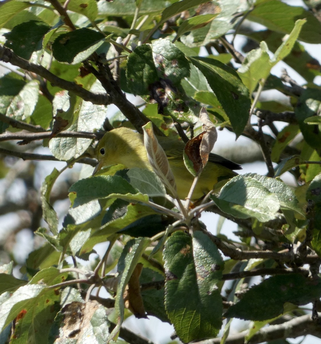 Yellow Warbler - ML642045446