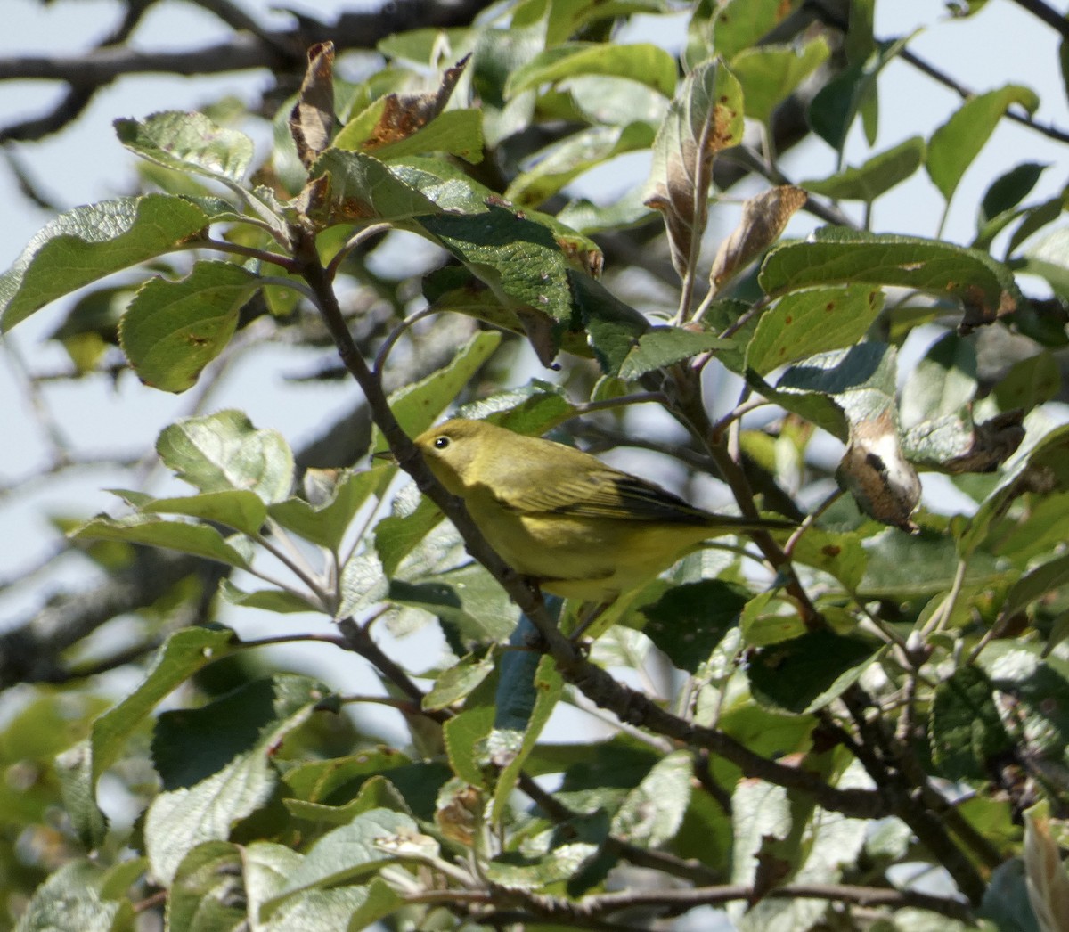 Yellow Warbler - ML642045447