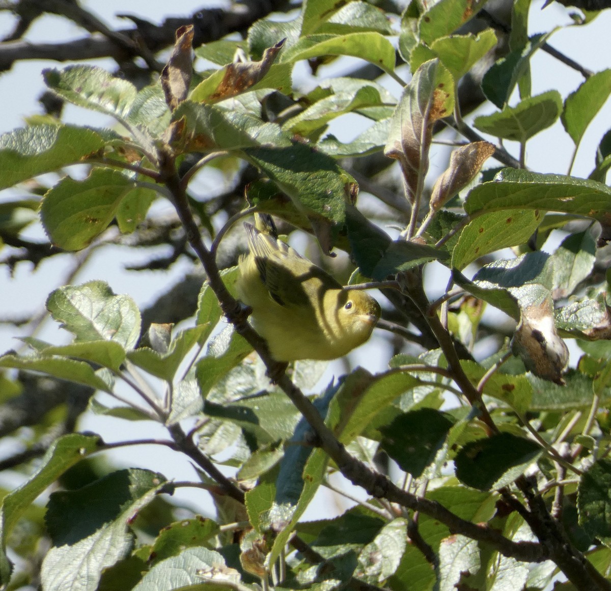 Yellow Warbler - ML642045448