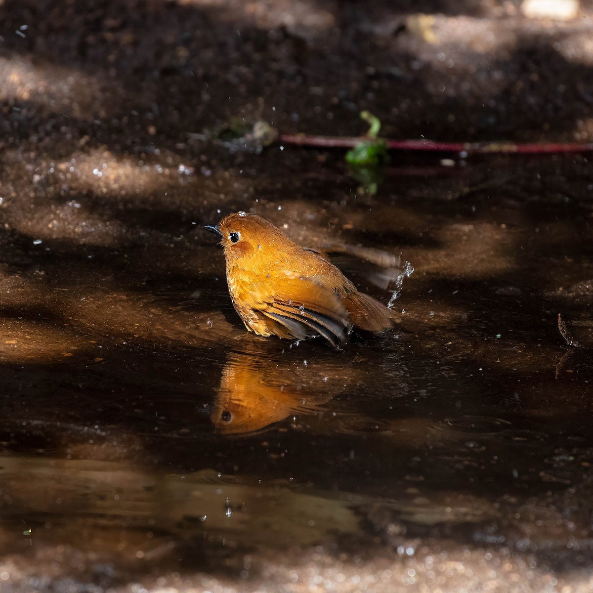 Equatorial Antpitta - ML642045460