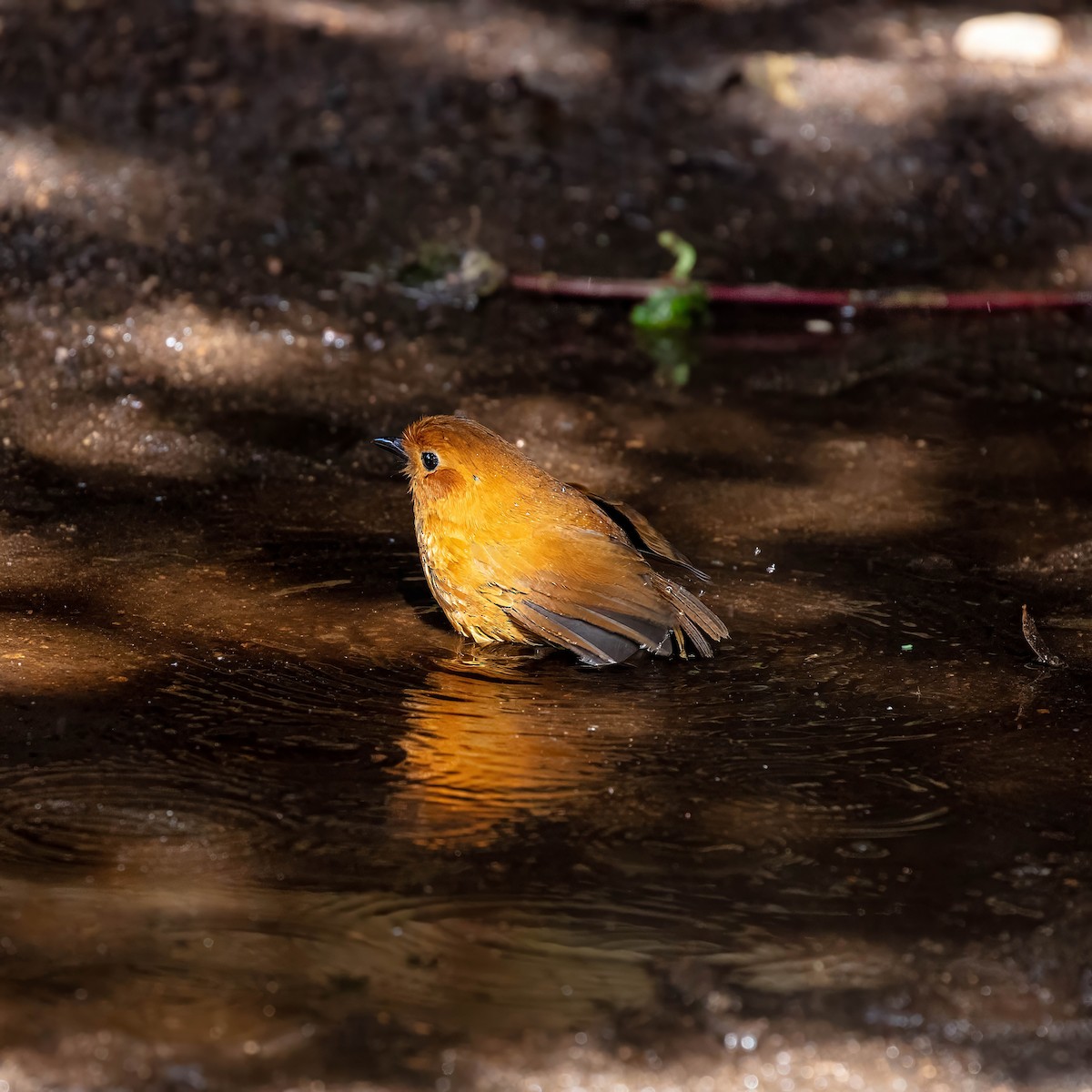 Equatorial Antpitta - ML642045461