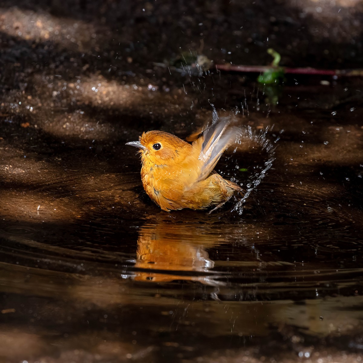 Equatorial Antpitta - ML642045463