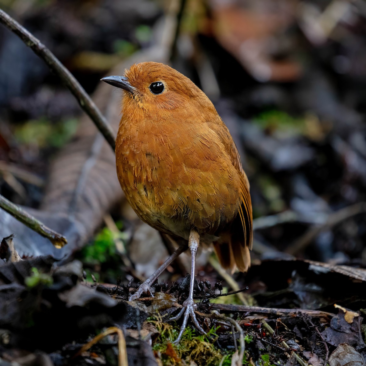 Equatorial Antpitta - ML642045464