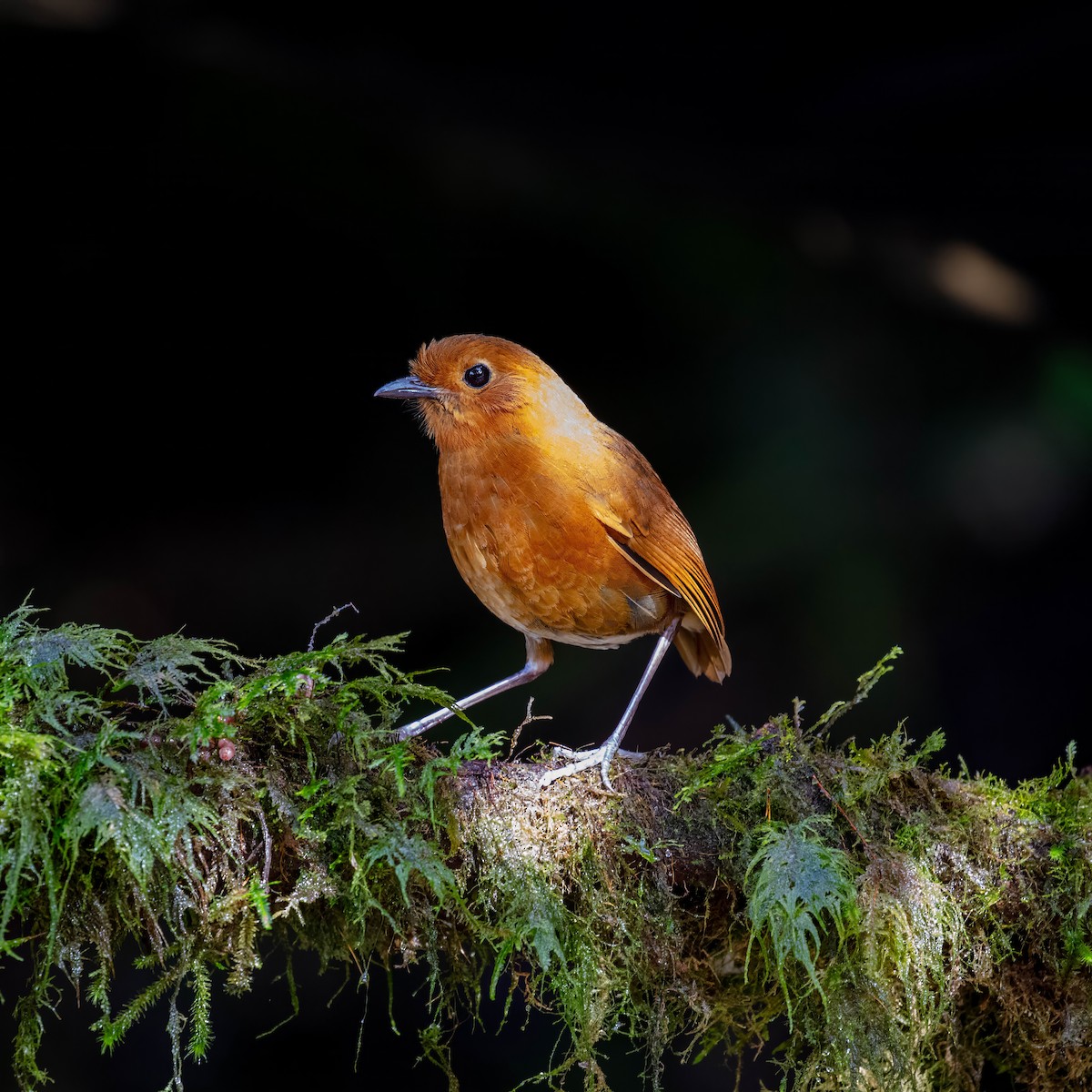 Equatorial Antpitta - ML642045465