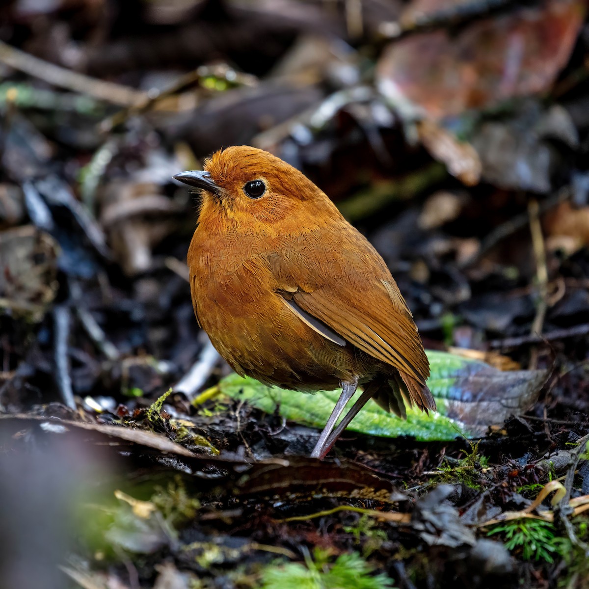 Equatorial Antpitta - ML642045466