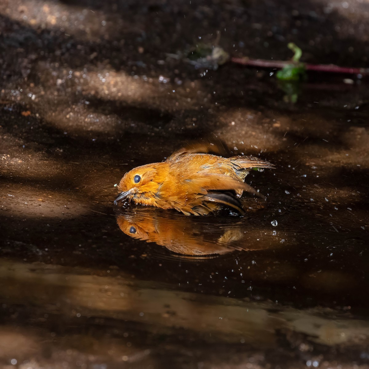Equatorial Antpitta - ML642045467