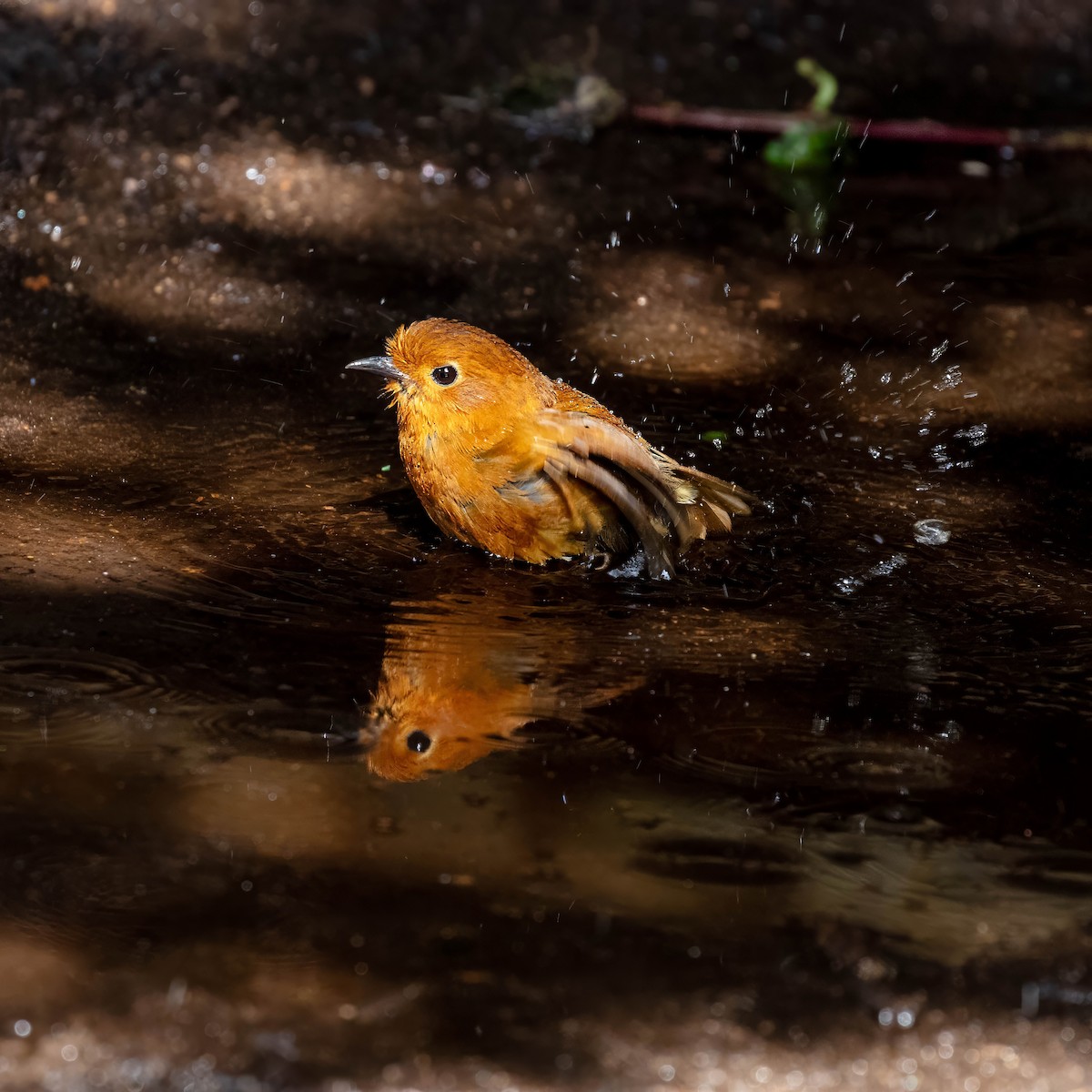 Equatorial Antpitta - ML642045468