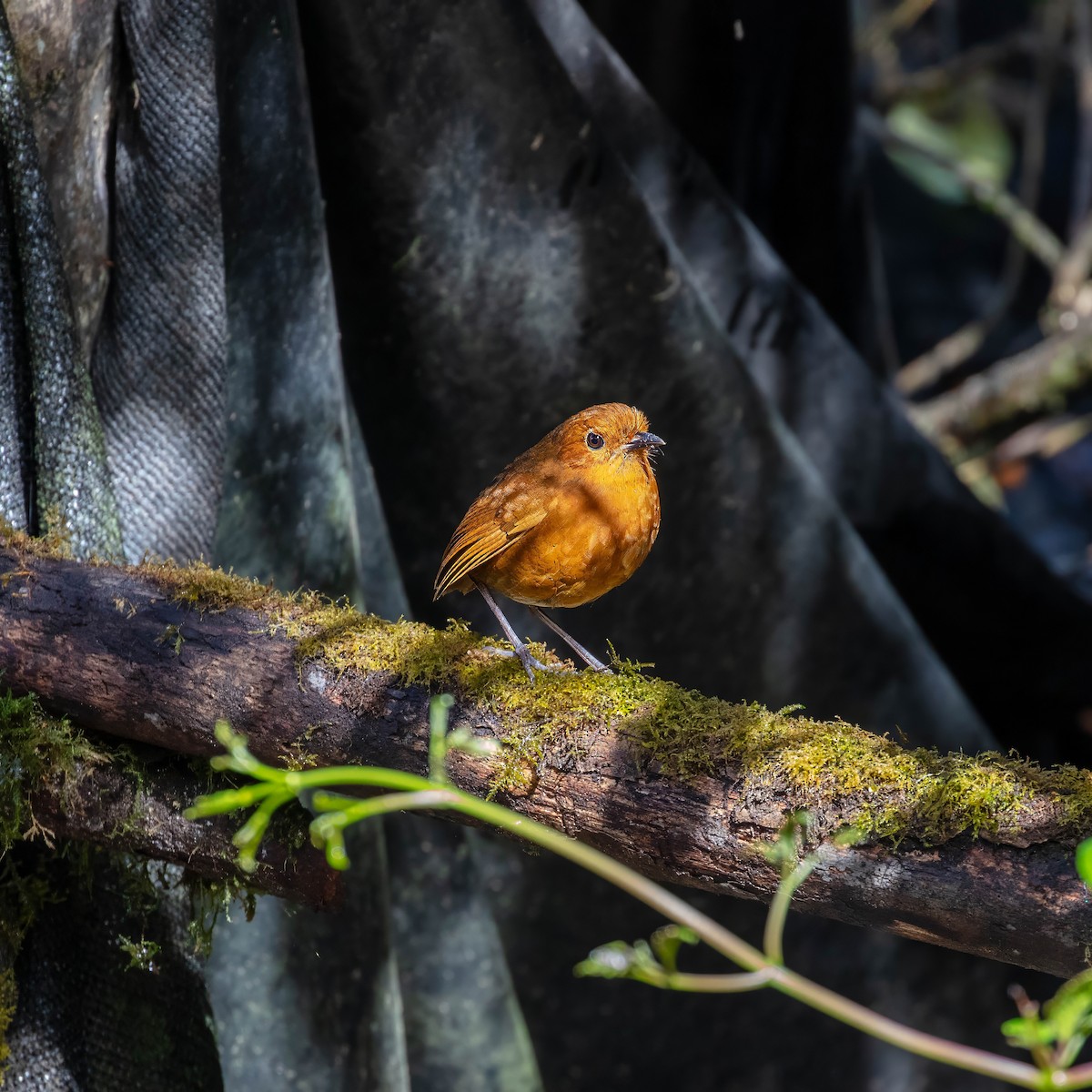 Equatorial Antpitta - ML642045469