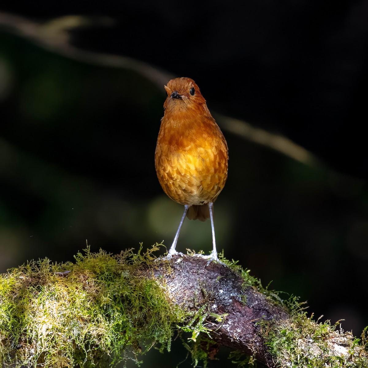 Equatorial Antpitta - ML642045470