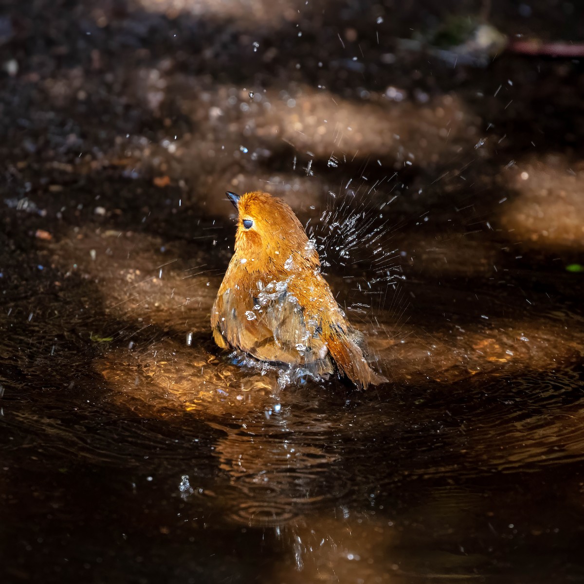 Equatorial Antpitta - ML642045471