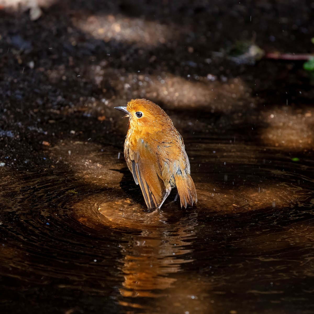 Equatorial Antpitta - ML642045472