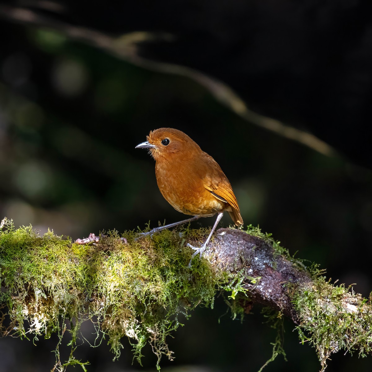 Equatorial Antpitta - ML642045473