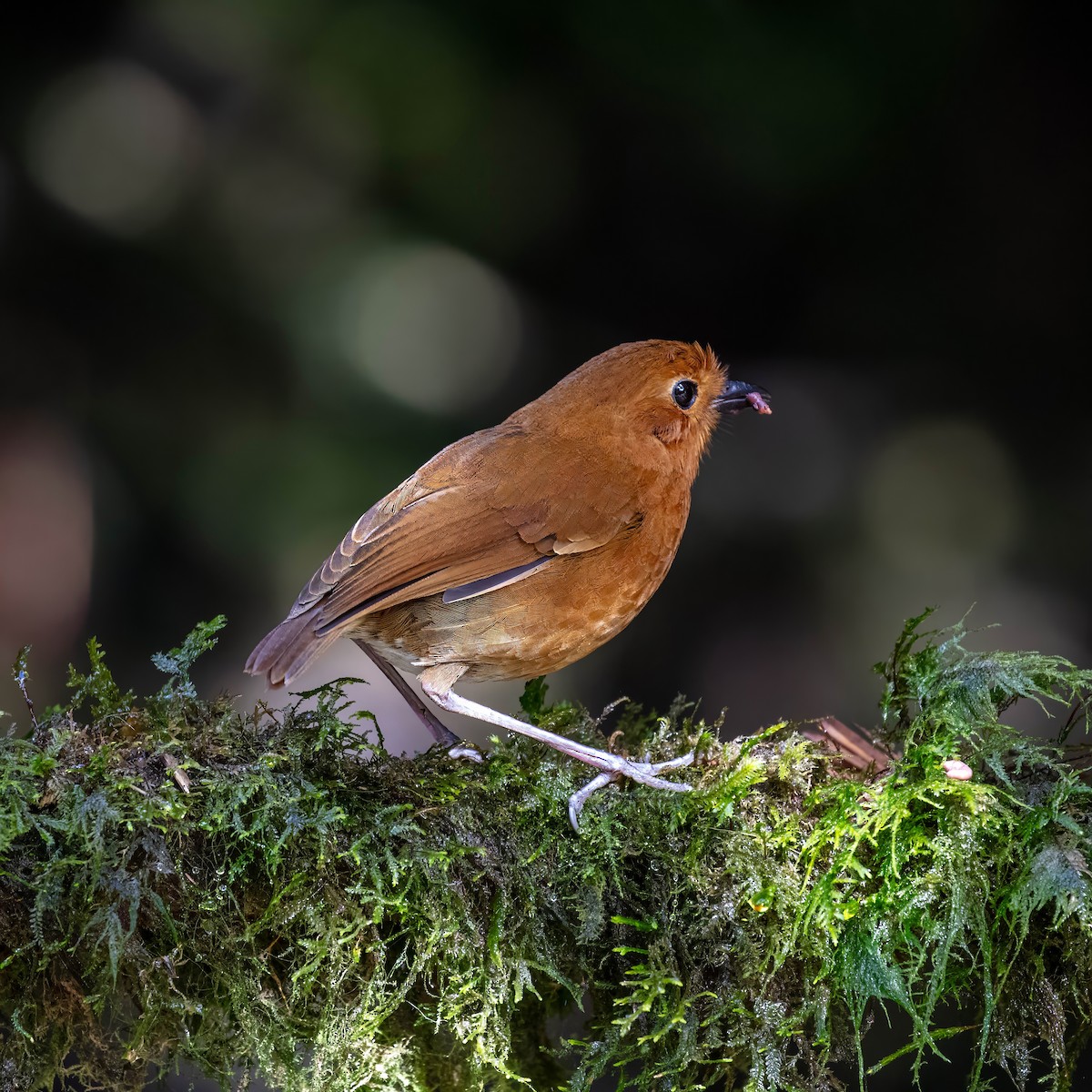Equatorial Antpitta - ML642045474
