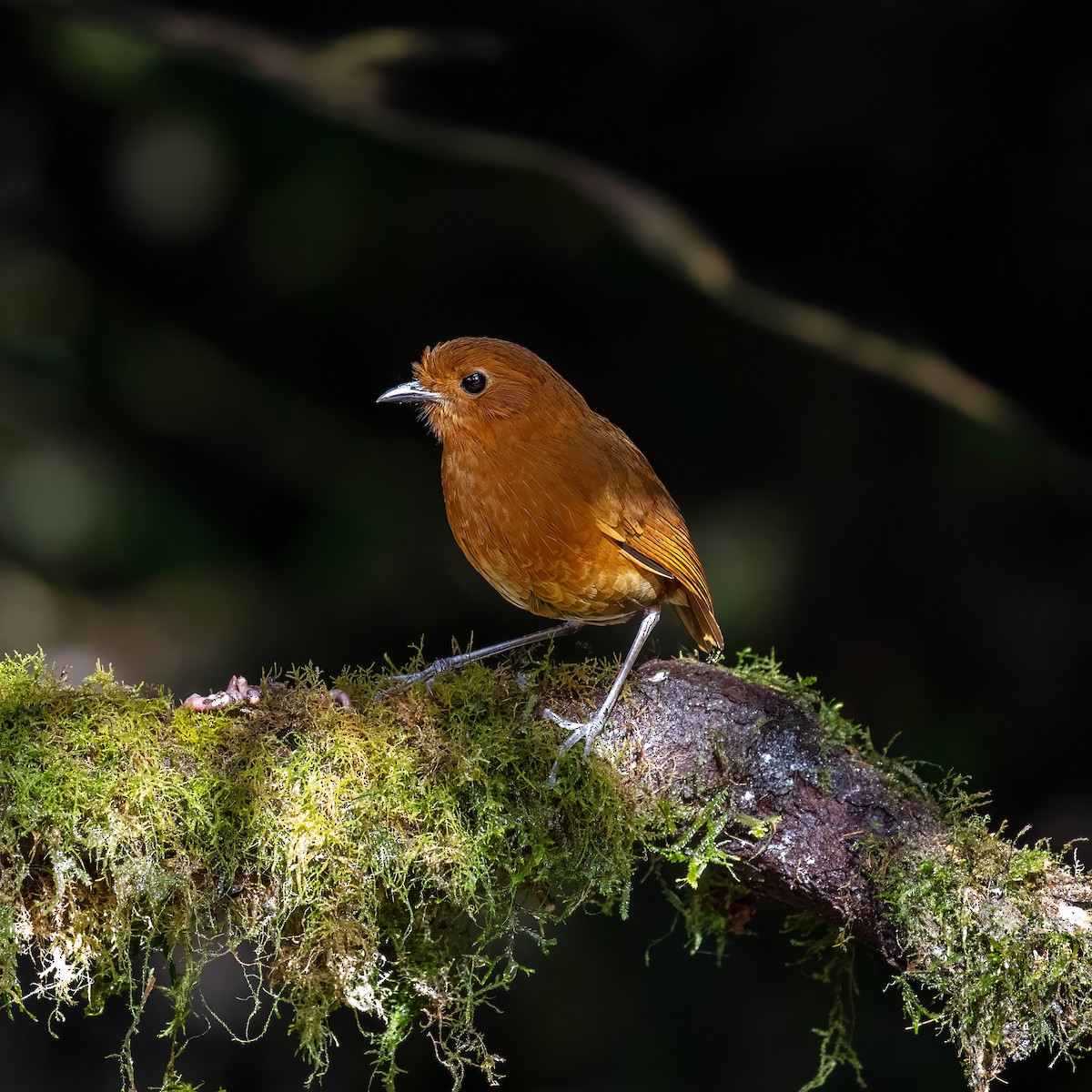 Equatorial Antpitta - ML642045475