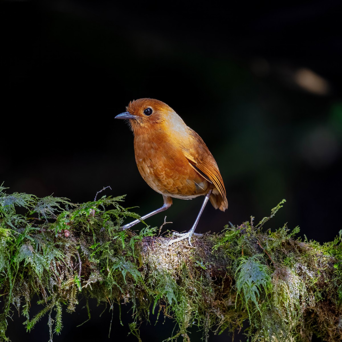 Equatorial Antpitta - ML642045476