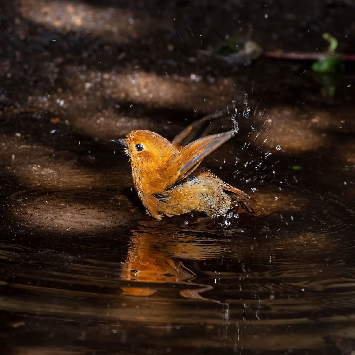 Equatorial Antpitta - ML642045478
