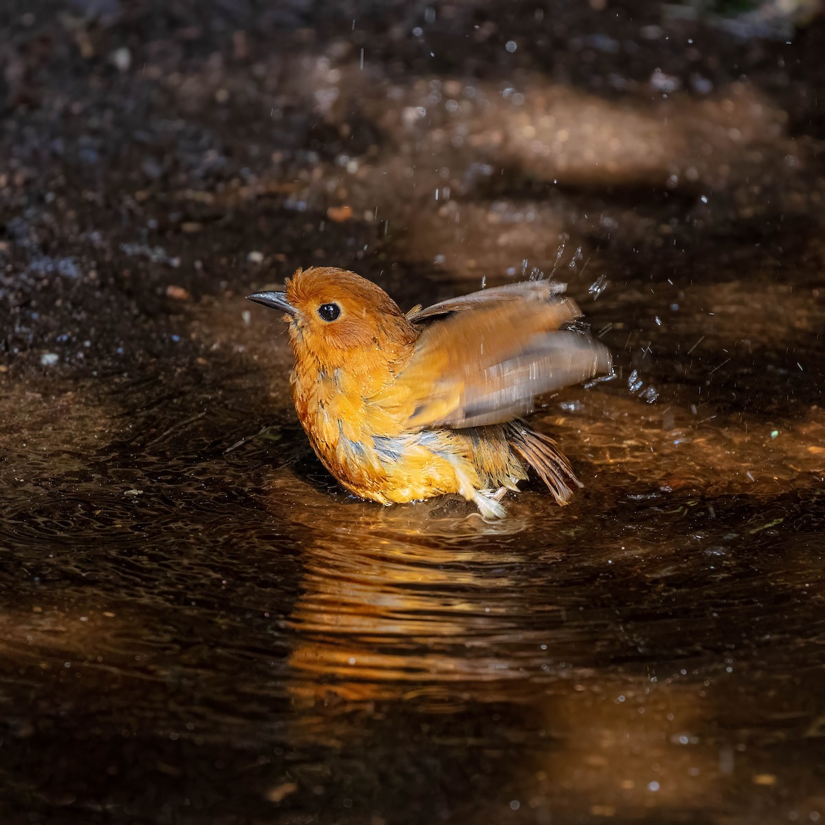 Equatorial Antpitta - ML642045479