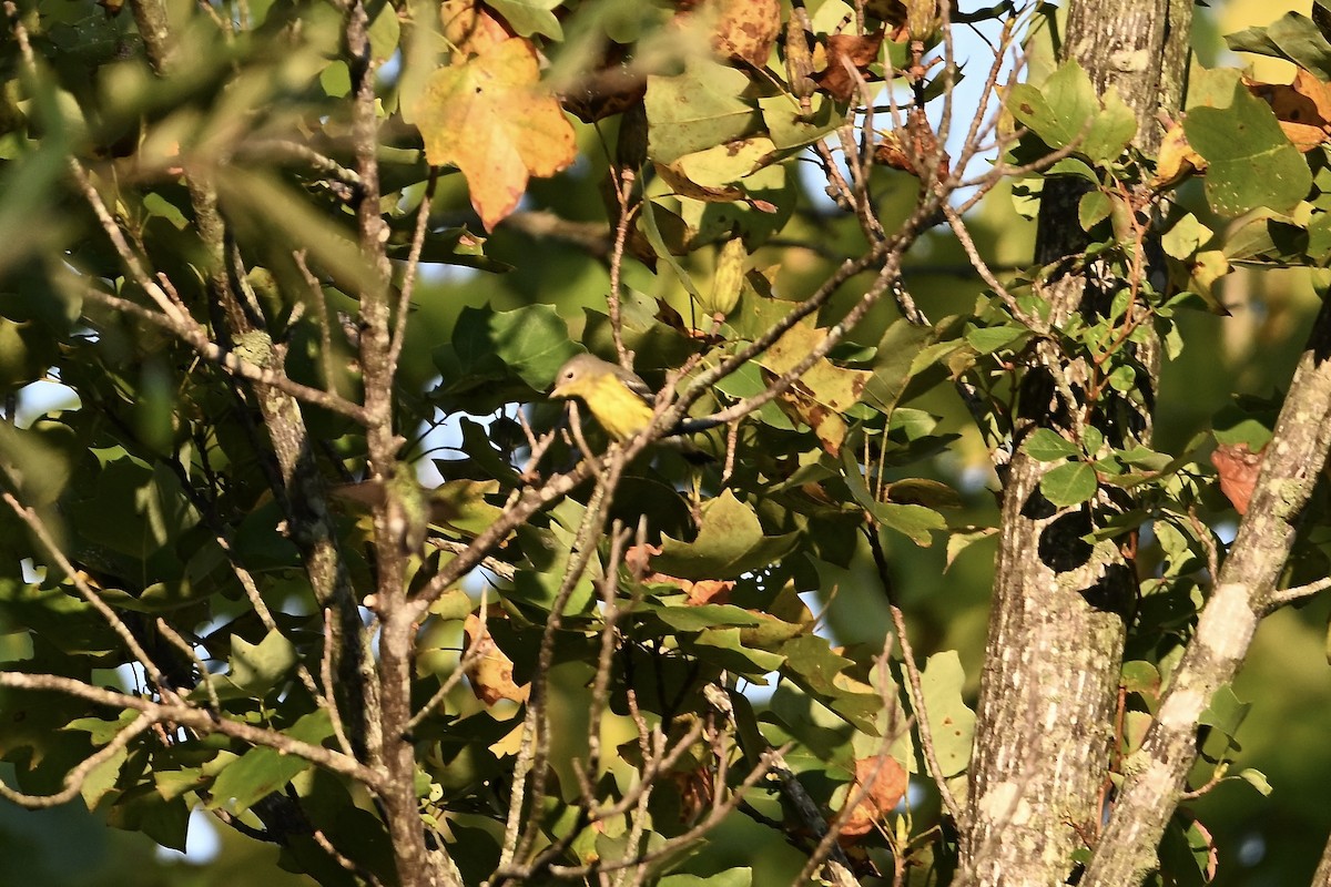 Magnolia Warbler - ML642045486