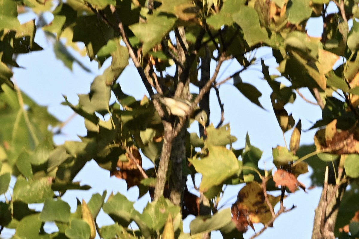 Northern Parula - ML642045492