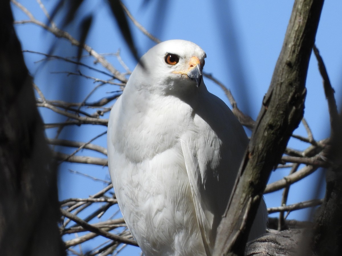 Gray Goshawk - ML642045493