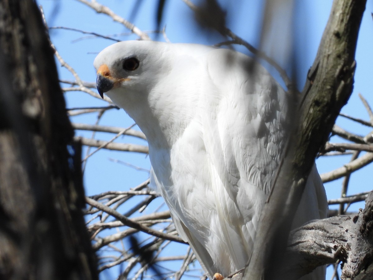 Gray Goshawk - ML642045494