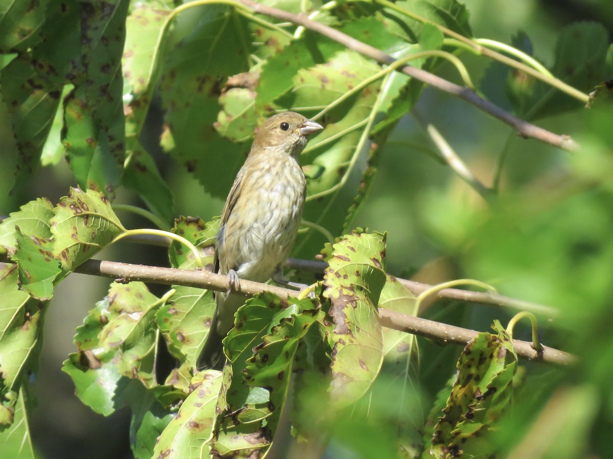 Indigo Bunting - ML642045496