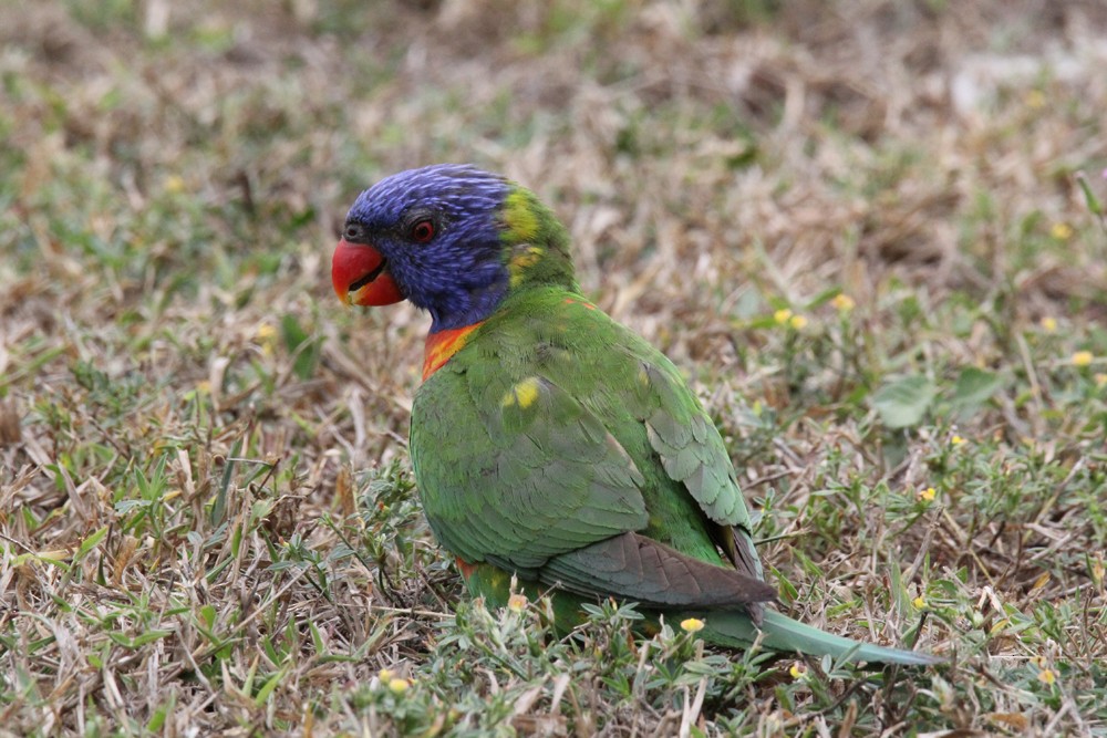 Rainbow Lorikeet - ML642045512