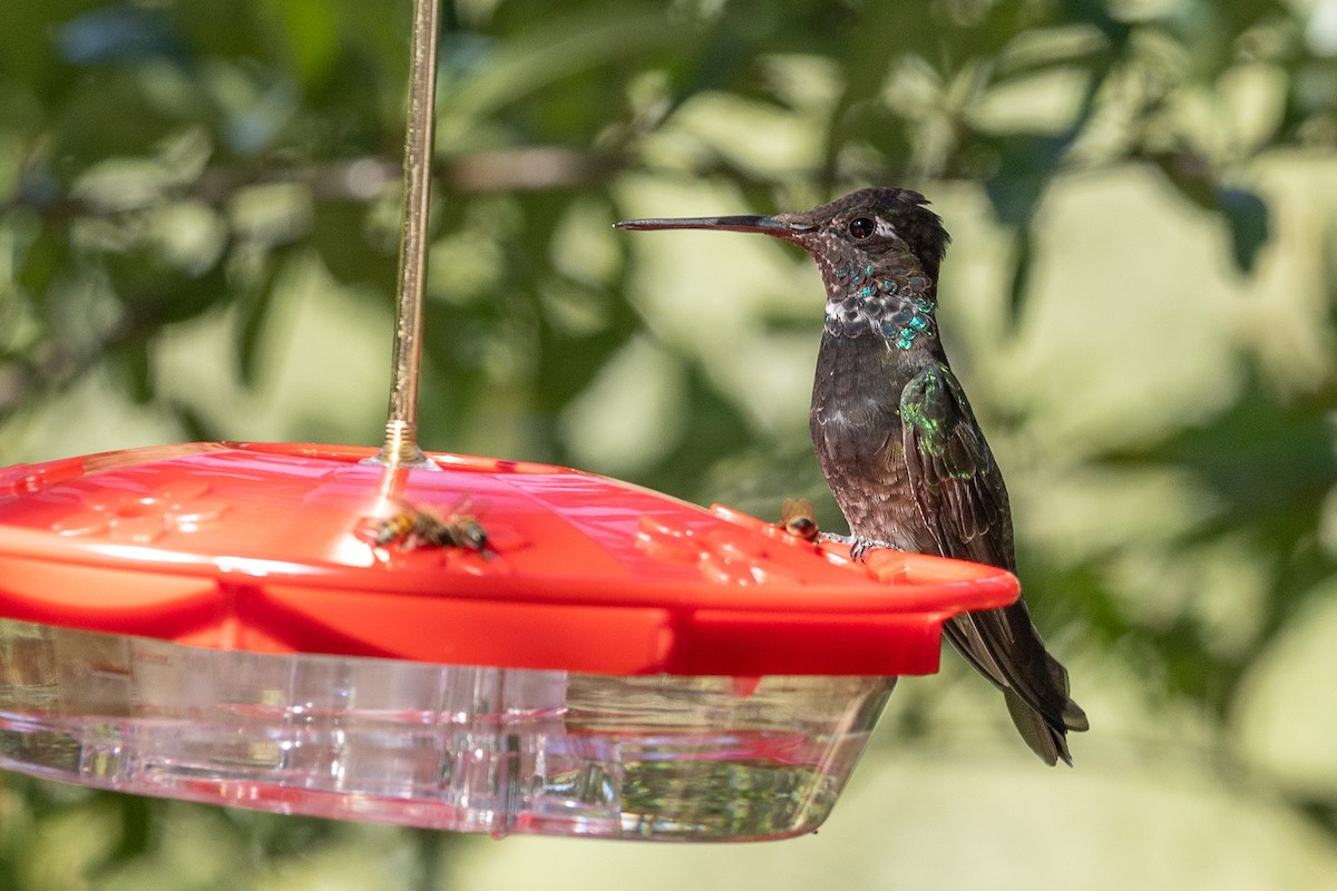 Rivoli's Hummingbird - ML642045520