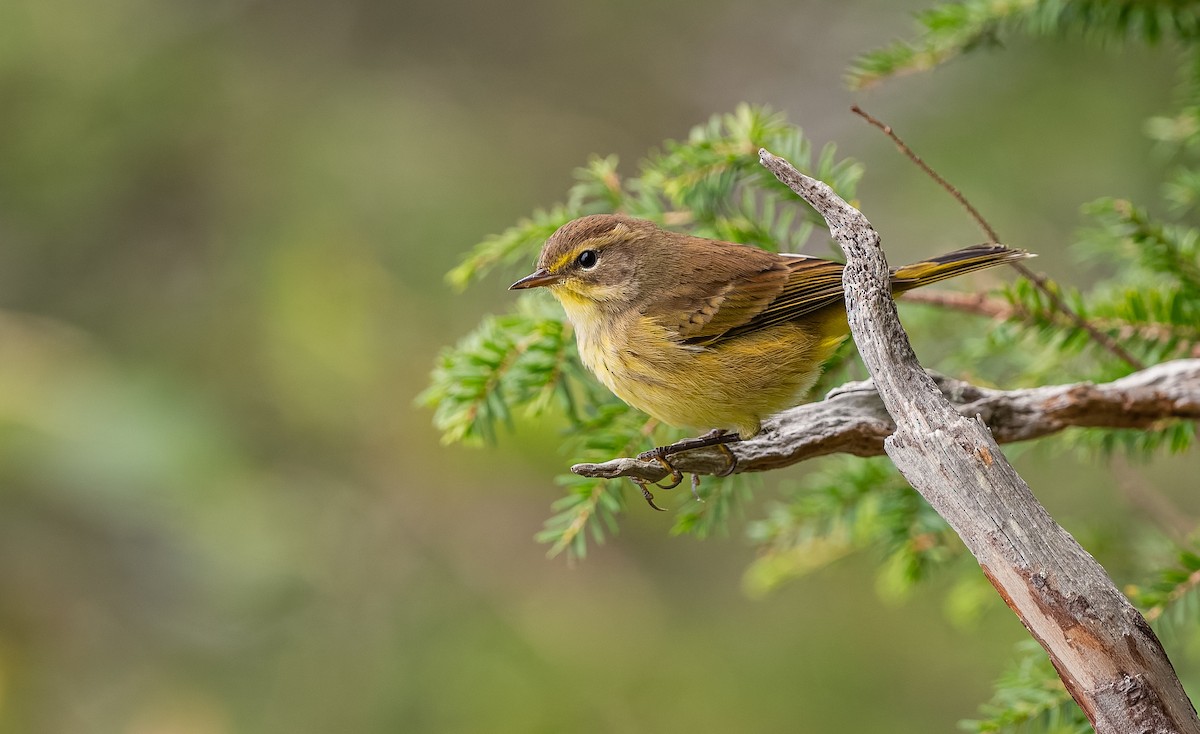 Palm Warbler - ML642045522