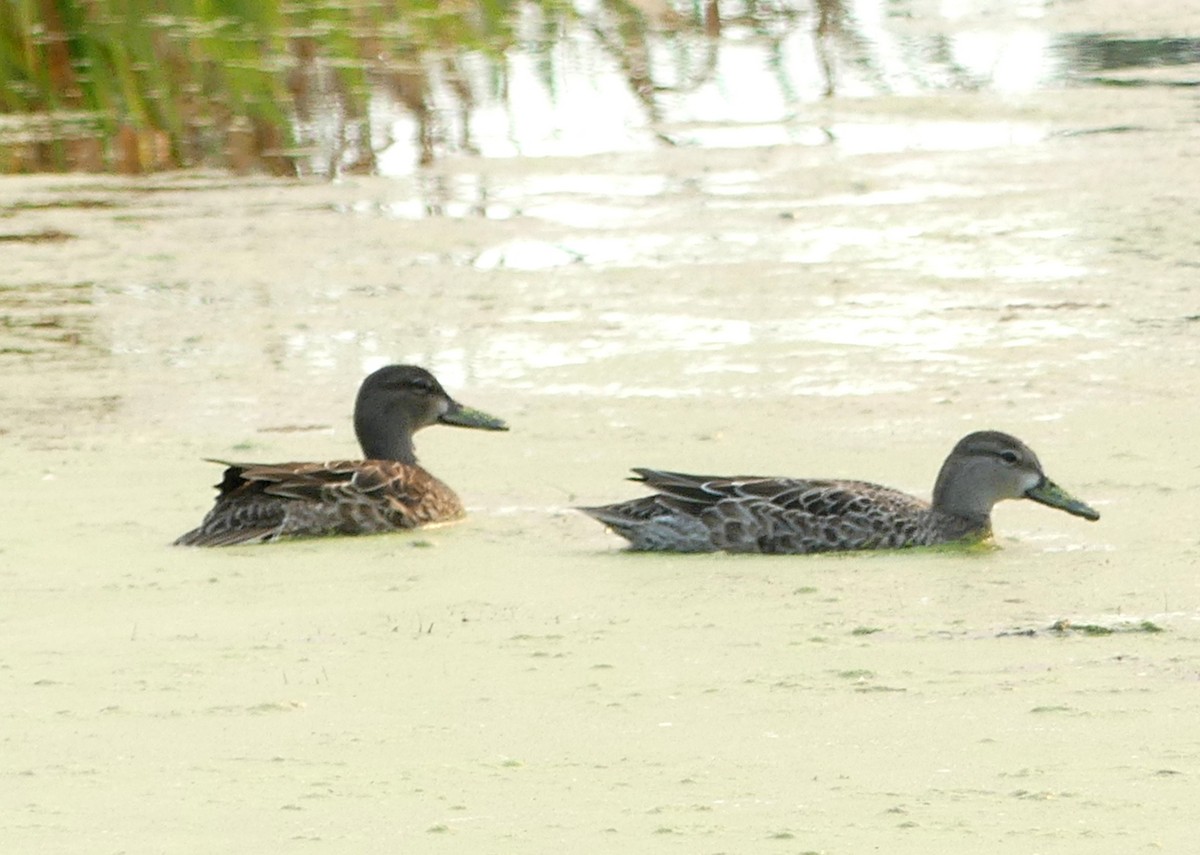 Blue-winged Teal - ML642045556