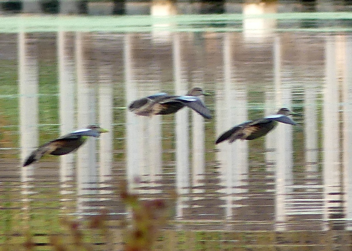 Blue-winged Teal - ML642045568
