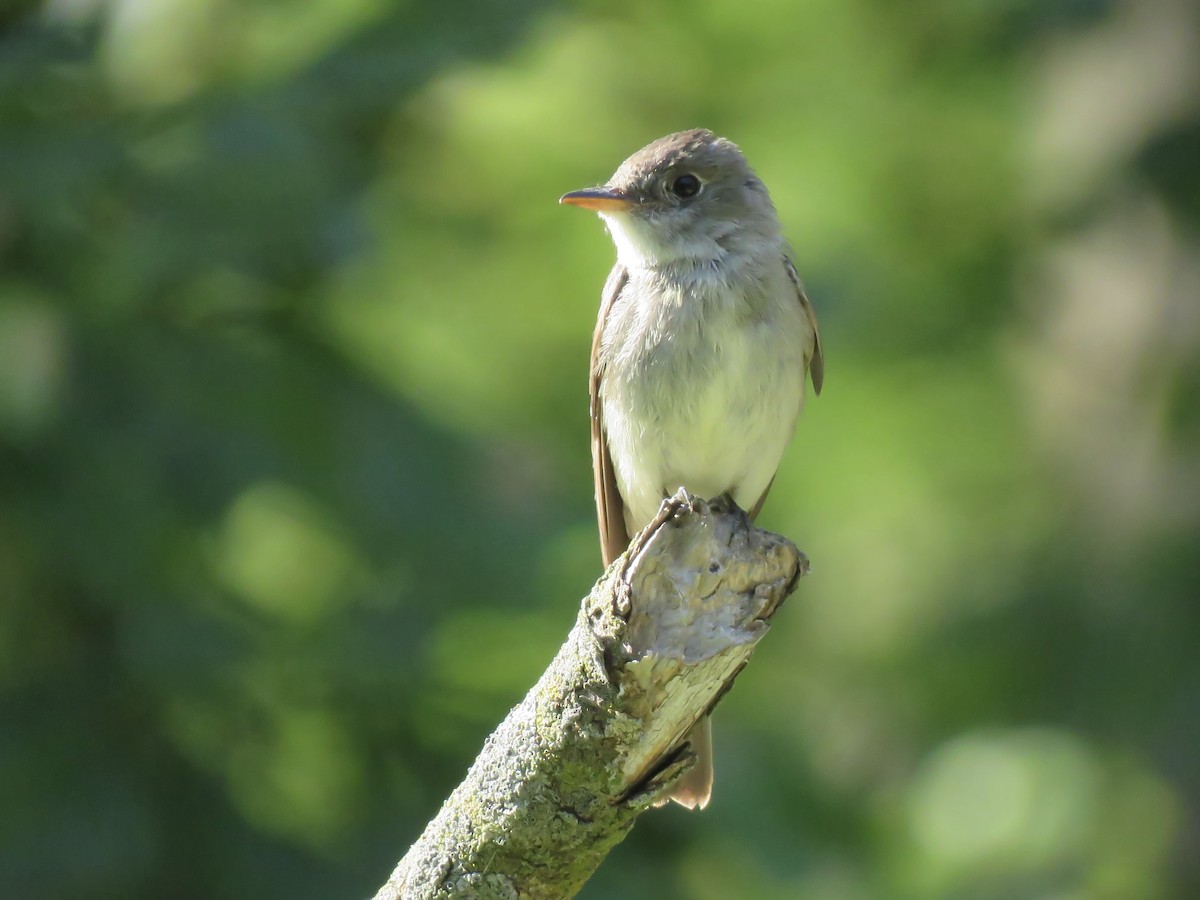 Eastern Wood-Pewee - ML642045577