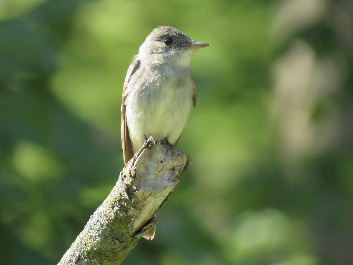 Eastern Wood-Pewee - ML642045578