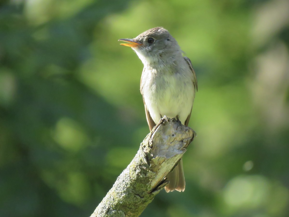 Eastern Wood-Pewee - ML642045580
