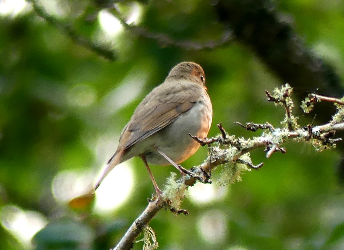 Hermit Thrush - ML642045598